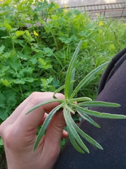 Senecio inaequidens