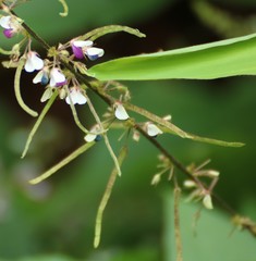 Sohmaea laxiflora