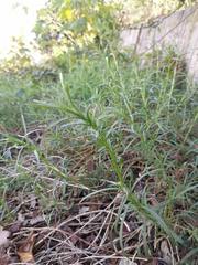 Senecio inaequidens