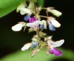 Sohmaea laxiflora