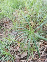 Senecio inaequidens