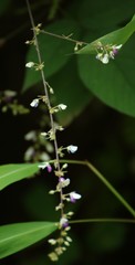 Sohmaea laxiflora