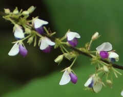 Sohmaea laxiflora