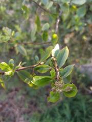 Prunus spinosa