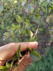 Prunus spinosa