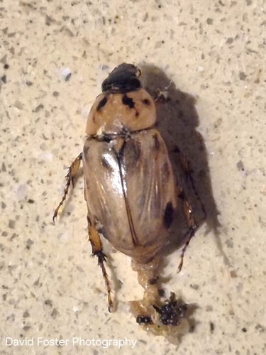 Cyclocephala amazona