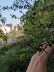 Prunus spinosa