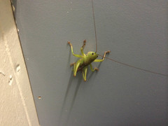 Goodangarkia dingaali