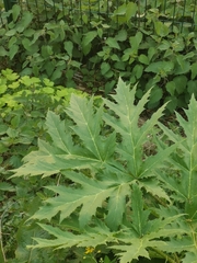 Heracleum mantegazzianum