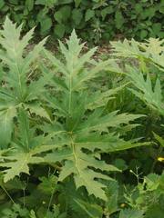 Heracleum mantegazzianum