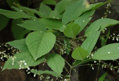 Sohmaea laxiflora