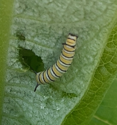 Monarchfalter