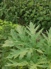 Heracleum mantegazzianum