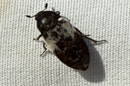 Common Carrion Beetle