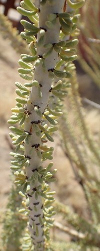 Image of Portulacaria namaquensis by (c) Nicola van Berkel, some rights reserved (CC BY-SA)