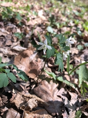 Isopyrum thalictroides