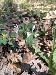 Isopyrum thalictroides