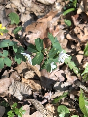 Isopyrum thalictroides
