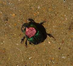 Phanaeus difformis