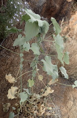 Abutilon pycnodon