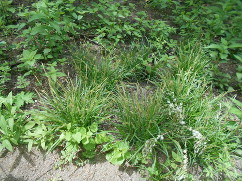Carex bostrychostigma iNat (3)