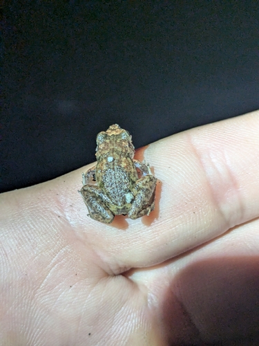 Eleutherodactylus planirostris observed 2026-06-01
