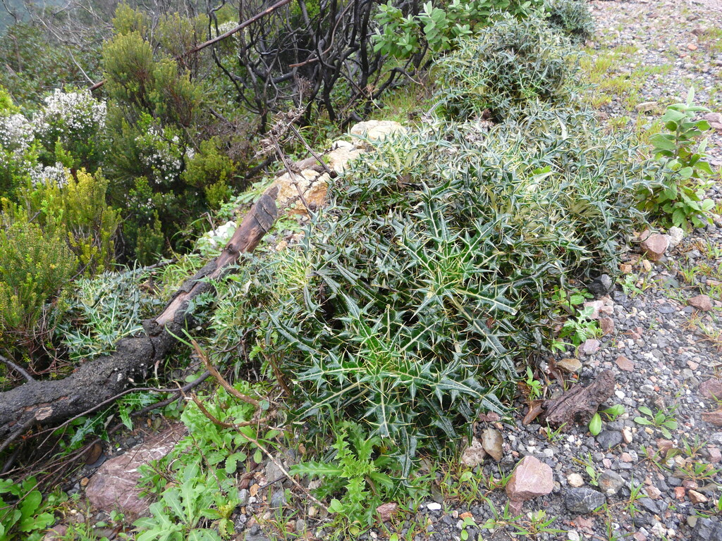 Ptilostemon abylensis