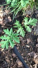 Heracleum mantegazzianum