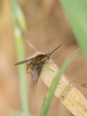 Bombylius medius