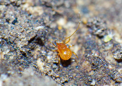 Podocinidae