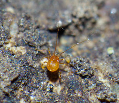 Podocinidae