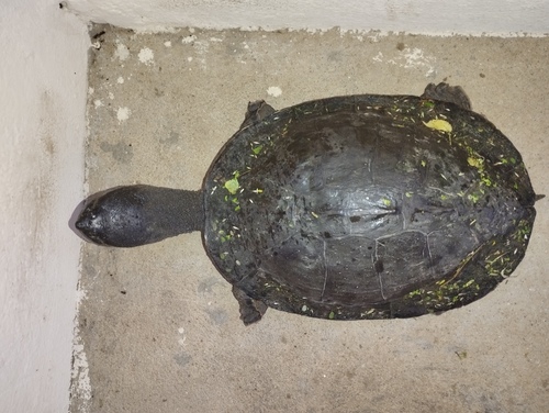 Geoffroy’s Side-necked Turtle