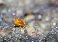 Podocinidae