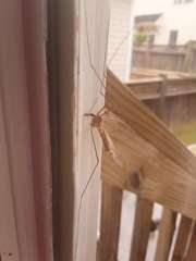 Insecta