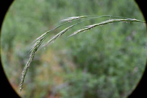 Festuca occidentalis, photograph 3