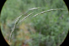 (c) Rostyslav Yurechko, some rights reserved (CC BY) Festuca occidentalis, photograph (c) Rostyslav Yurechko, some rights reserved (CC BY)