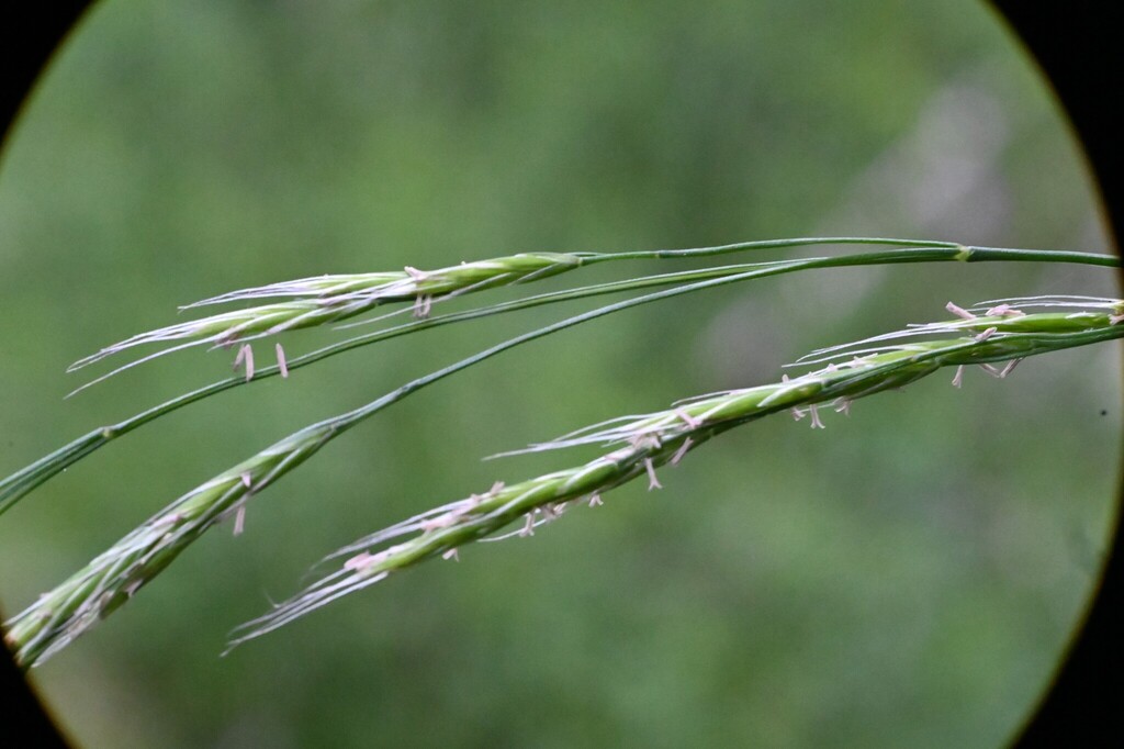 Festuca occidentalis; photograph (c) Rostyslav Yurechko, some rights reserved (CC BY)