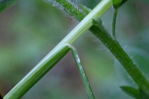 Festuca occidentalis, photograph 4