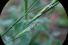 (c) Rostyslav Yurechko, some rights reserved (CC BY) Festuca occidentalis, photograph (c) Rostyslav Yurechko, some rights reserved (CC BY)