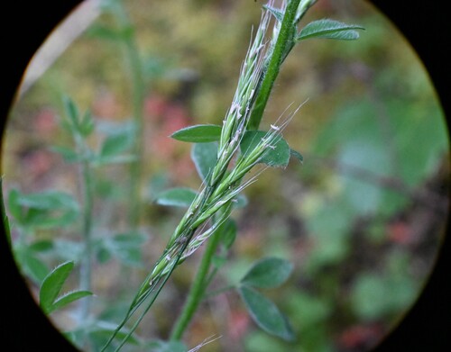 Festuca occidentalis, photograph 6