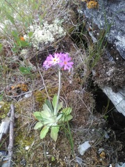 Primula laurentiana