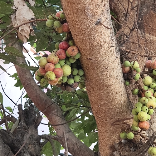 Ficus racemosa