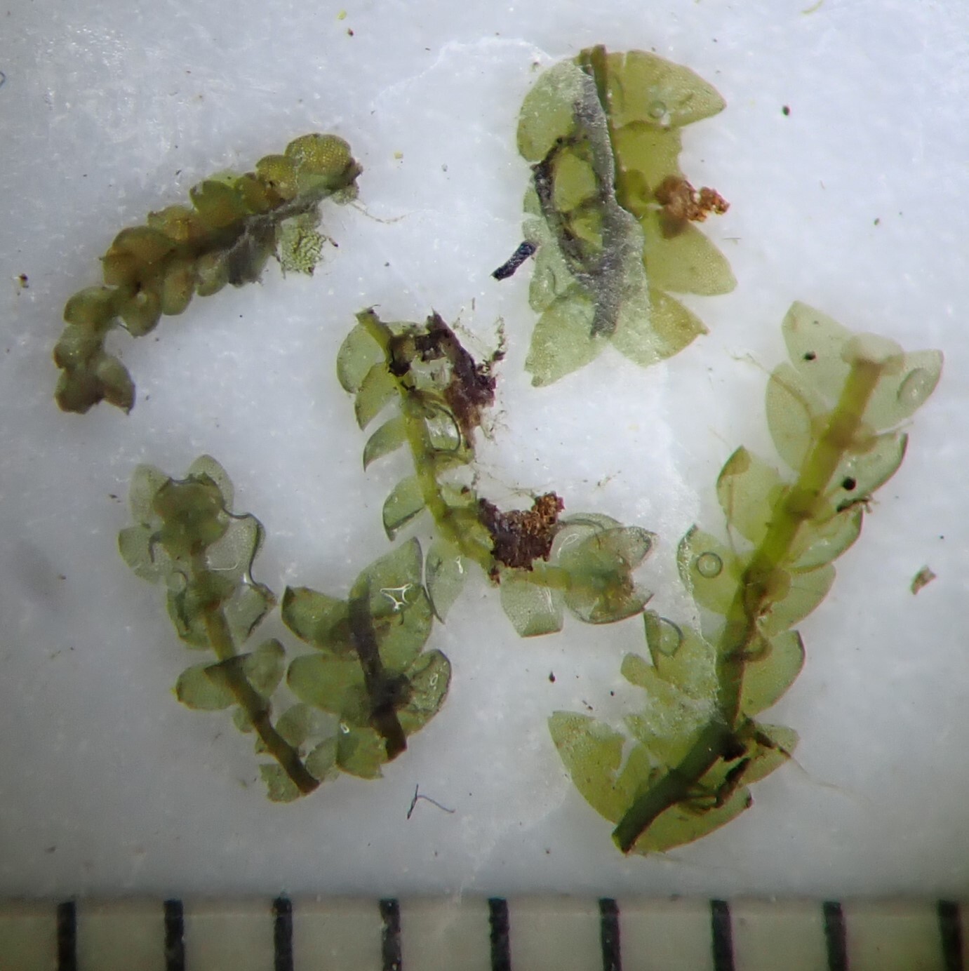 Metacalypogeia alternifolia