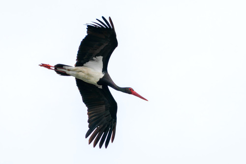 iNaturalist image