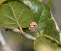 Araneus bispinosus