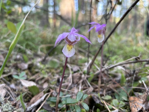 Eastern Fairy-slipper