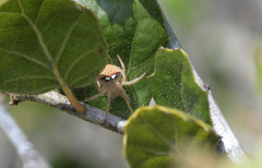 Araneus bispinosus