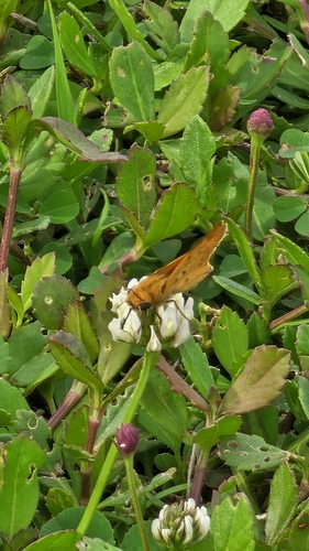 Fiery Skipper