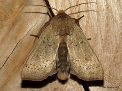 Leucania pseudargyria