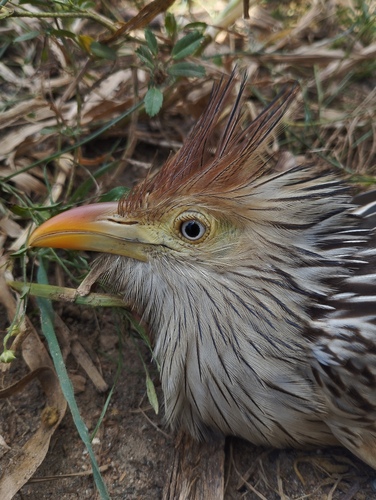 Guira Cuckoo